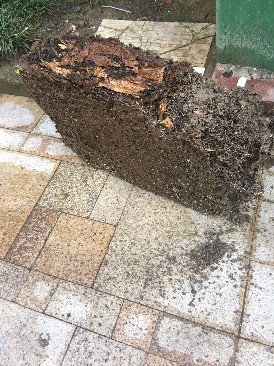 三灶白蟻防治
